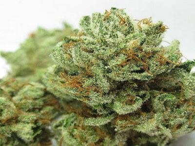 Master Kush