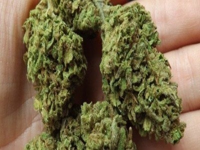 Jack Herer - Cannabis Strain